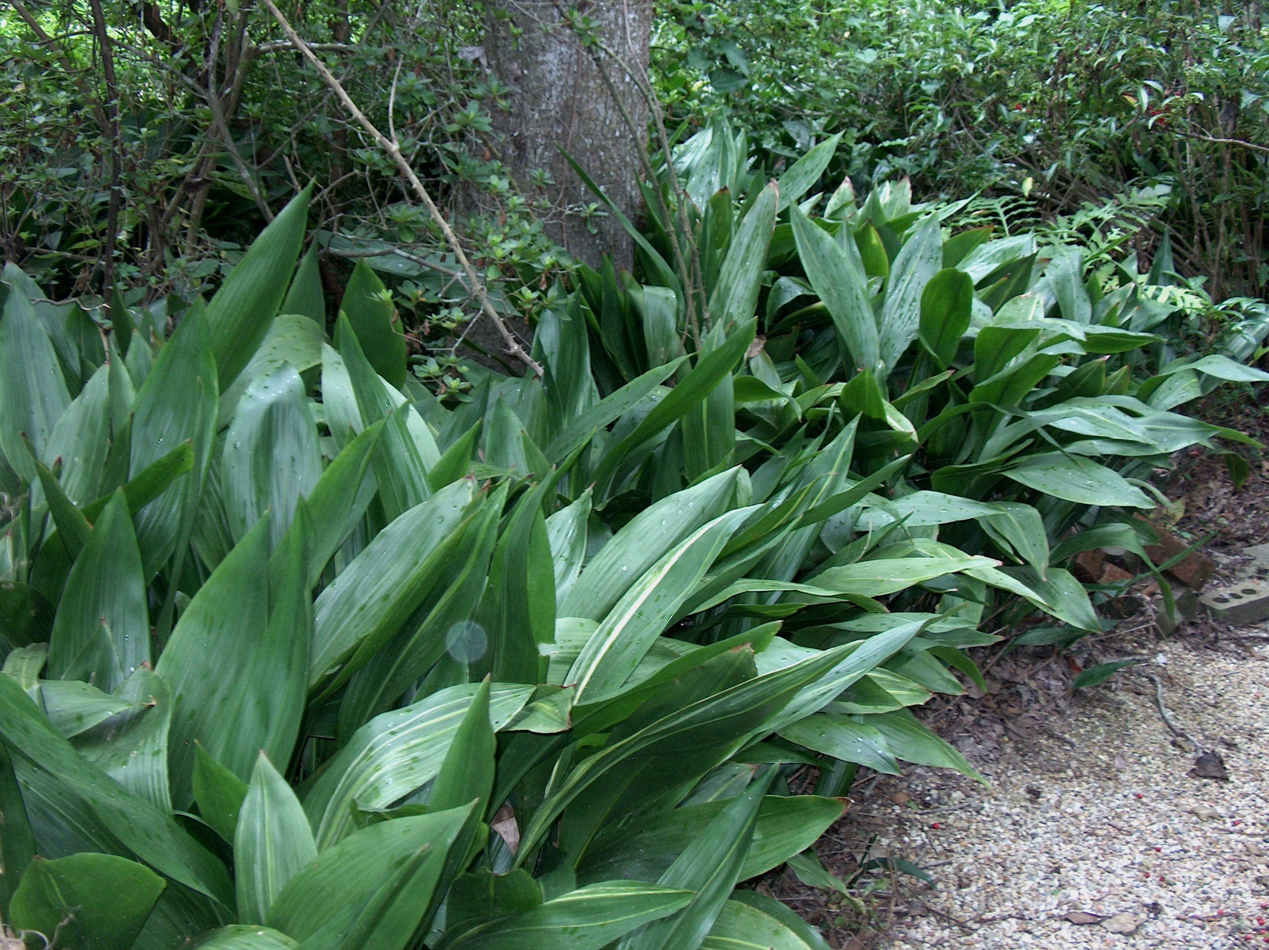 Online Plant Guide - Aspidistra elatior / Aspidistra